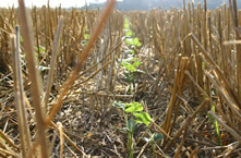 No Till Soybean plantings