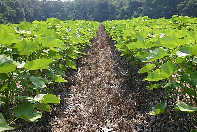 No Till Cotton