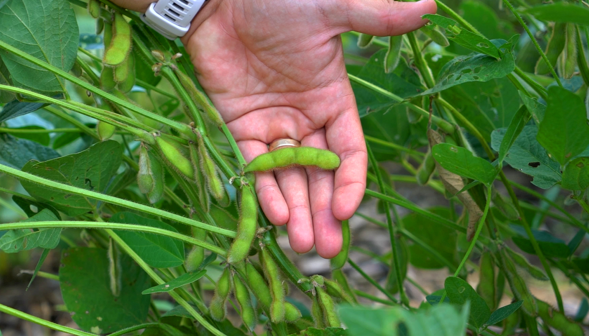 Researcher holds a soybean pod growing in the field.