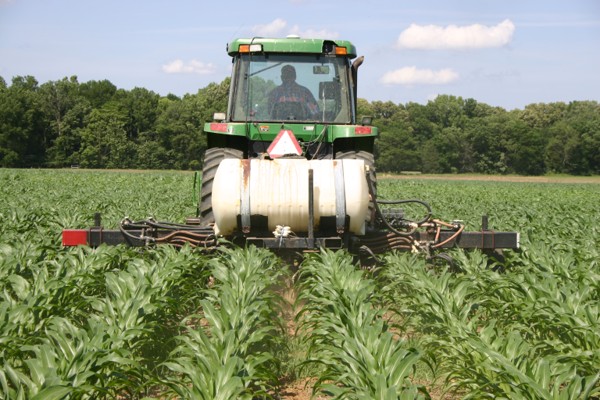 Spraying corn crop