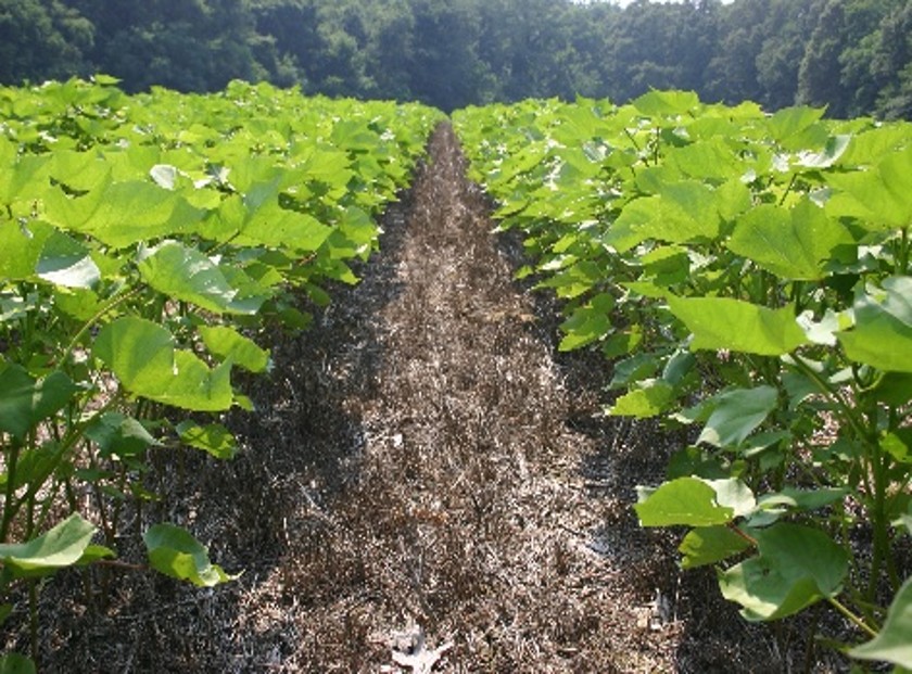Cotton row crop in field