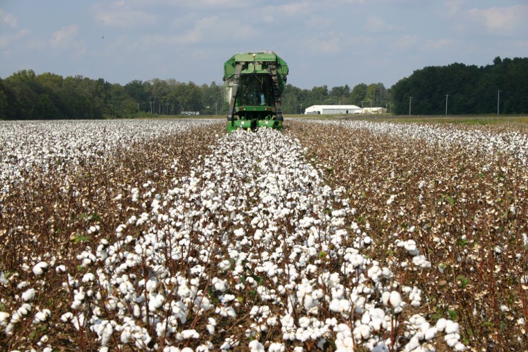 Harvesting cotton