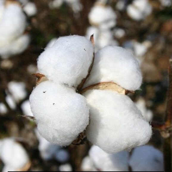 Close-up view of cotton growing