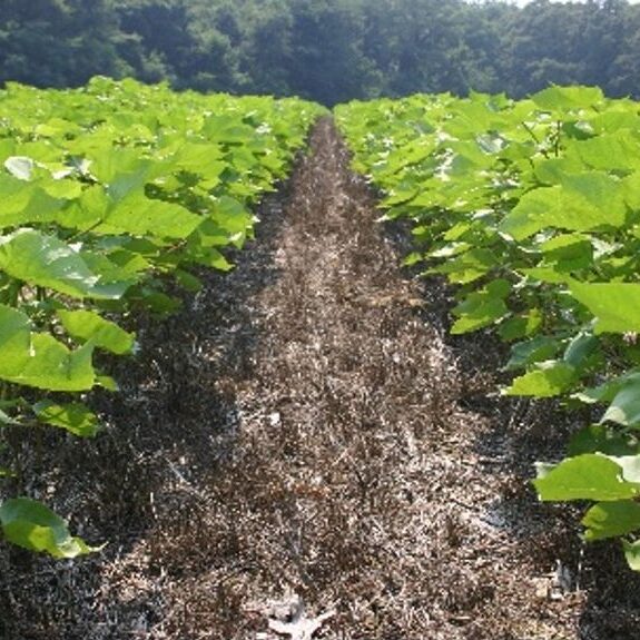 Example of No-Till cropping