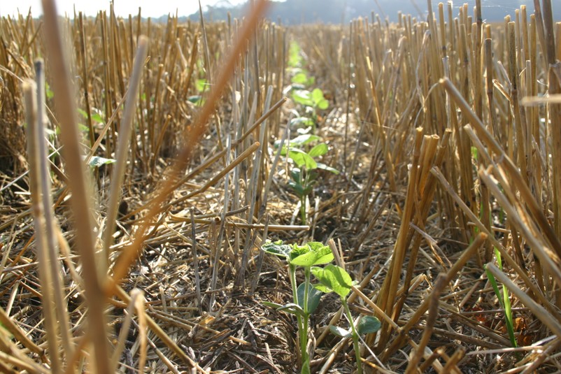 Young soybean crop in field