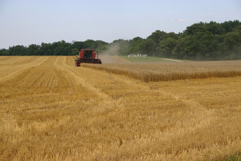 Harvesting wheat crop