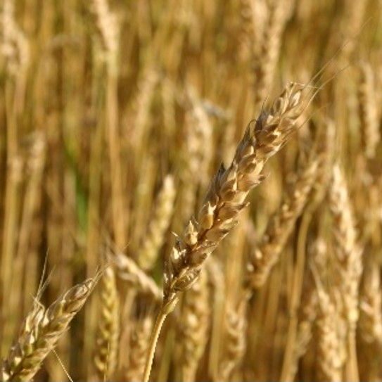 Wheat closeup view